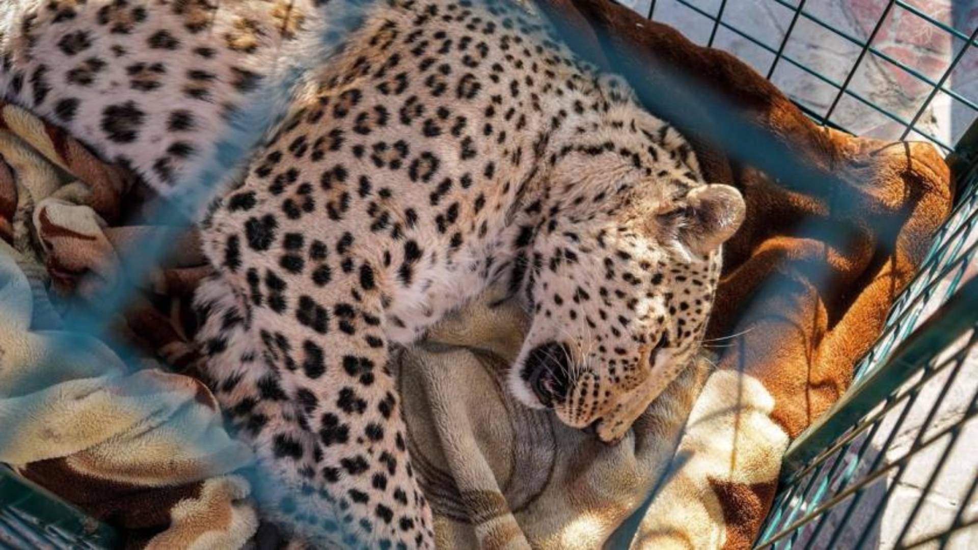  A leopard that underwent hind leg amputation surgery lies in a cage at the Duhok Zoo in the north of Iraq's northern autonomous Kurdish region on December 31, 2021. (Photo by Ismael ADNAN / AFP)